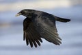 Zwarte Kraai, Carrion Crow, Corvus corone Royalty Free Stock Photo