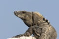 Zwarte Leguaan, Black Spiny-tailed Iguana, Ctenosaura similis Royalty Free Stock Photo