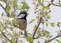 Zwarte Mees (China), Coal Tit (pekinensis), Periparus ater pekinensis Royalty Free Stock Photo