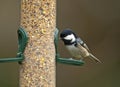 Zwarte mees, Coal Tit, Parus ater