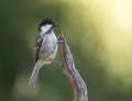 Zwarte Mees, Coal Tit, Parus ater vieirae