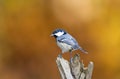 Zwarte Mees, Coal Tit, Periparus ater