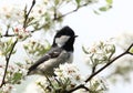 Zwarte Mees, Coal Tit; Periparus ater