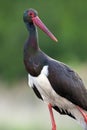 Zwarte Ooievaar, Black Stork, Ciconia nigra Royalty Free Stock Photo