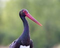 Zwarte Ooievaar, Black Stork, Ciconia nigra Royalty Free Stock Photo