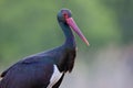 Zwarte Ooievaar, Black Stork, Ciconia nigra Royalty Free Stock Photo