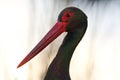 Zwarte Ooievaar, Black Stork, Ciconia nigra Royalty Free Stock Photo