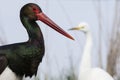 Zwarte Ooievaar, Black Stork, Ciconia nigra Royalty Free Stock Photo