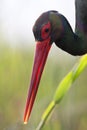 Zwarte Ooievaar, Black Stork, Ciconia nigra Royalty Free Stock Photo