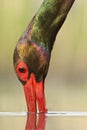 Zwarte Ooievaar, Black Stork, Ciconia nigra Royalty Free Stock Photo