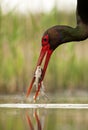 Zwarte Ooievaar, Black Stork, Ciconia nigra Royalty Free Stock Photo