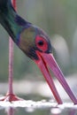 Zwarte Ooievaar, Black Stork, Ciconia nigra Royalty Free Stock Photo