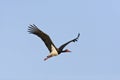 Zwarte ooievaar, Black Stork, Ciconia nigra Royalty Free Stock Photo