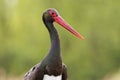 Zwarte Ooievaar, Black Stork, Ciconia nigra