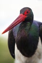 Zwarte Ooievaar, Black Stork, Ciconia nigra Royalty Free Stock Photo