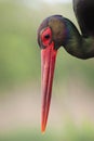 Zwarte Ooievaar, Black Stork, Ciconia nigra