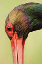 Zwarte Ooievaar, Black Stork, Ciconia nigra