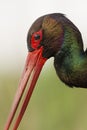 Zwarte Ooievaar, Black Stork, Ciconia nigra