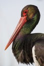 Zwarte Ooievaar, Black Stork, Ciconia nigra