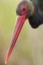 Zwarte Ooievaar, Black Stork, Ciconia nigra