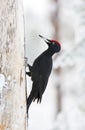 Zwarte Specht, Black Woodpecker, Dryocopus martius Royalty Free Stock Photo