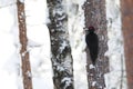 Zwarte Specht, Black Woodpecker, Dryocopus martius Royalty Free Stock Photo