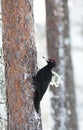Zwarte Specht, Black Woodpecker, Dryocopus martius Royalty Free Stock Photo