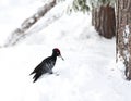 Zwarte Specht, Black Woodpecker, Dryocopus martius Royalty Free Stock Photo