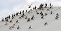 Zwarte Spreeuw, Spotless Starling, Sturnus unicolor Royalty Free Stock Photo