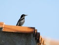 Zwarte Spreeuw, Spotless Starling, Sturnus unicolor Royalty Free Stock Photo