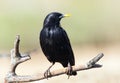 Zwarte Spreeuw, Spotless Starling, Sturnus unicolor Royalty Free Stock Photo