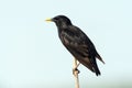 Zwarte Spreeuw, Spotless Starling, Sturnus unicolor Royalty Free Stock Photo