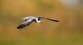 Zwarte Stern, Black Tern, Chlidonias niger Royalty Free Stock Photo