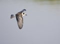 Zwarte Stern, Black Tern, Chlidonias niger Royalty Free Stock Photo