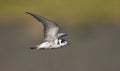 Zwarte Stern, Black Tern, Chlidonias niger Royalty Free Stock Photo