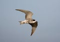 Zwarte Stern, Black Tern, Chlidonias niger Royalty Free Stock Photo