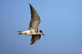 Zwarte Stern, Black Tern, Chlidonias niger Royalty Free Stock Photo