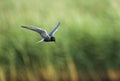 Zwarte Stern, Black Tern, Chlidonias niger Royalty Free Stock Photo