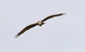 Zwarte Wouw, Black Kite, Milvus migrans Royalty Free Stock Photo