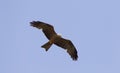 Zwarte Wouw, Black Kite, Milvus migrans Royalty Free Stock Photo