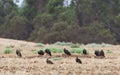 Zwarte Wouw, Black Kite, Milvus migrans Royalty Free Stock Photo