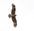 Zwarte Wouw, Black Kite, Milvus migrans Royalty Free Stock Photo