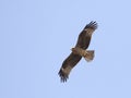 Zwarte Wouw, Black Kite, Milvus migrans Royalty Free Stock Photo