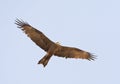 Zwarte Wouw, Black Kite, Milvus migrans Royalty Free Stock Photo