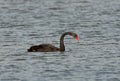 Zwarte Zwaan, Black Swan, Cygnus atratus Royalty Free Stock Photo