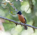 Zwartkapsibia, Rufous Sibia, Heterophasia capistrata Royalty Free Stock Photo