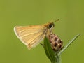 Zwartsprietdikkopje, Essex Skipper, Thymelicus lineola