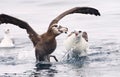 Zwartvoetalbatros, Black-footed Albatross, Diomedea nigripes