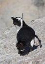 ZwartvoetpinguÃÆÃÂ¯n, Penguin, Spheniscus demersus Royalty Free Stock Photo