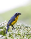 Zwartwangbergtangare, Santa Marta Mountain-Tanager, Anisognathus melanogenys